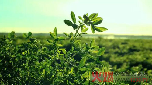 �xɽţ�̟���ӛ��������(ch��ng)������ �����֎ײ���