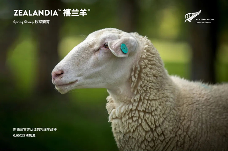 Spring Sheep���dȫ�d����׃��̷�����^(gu��)ע���@�G����CBME05.jpg